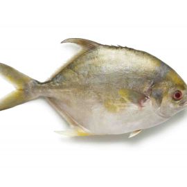 CF Golden Promfret 400-600g